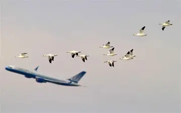  فروش دلاری بلیت نایاب پروازهای داخلی در سایت‌های خارجی 