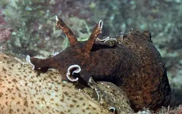 کشف موجودی عجیب الخلقه در سواحل کالیفرنیا+تصویر