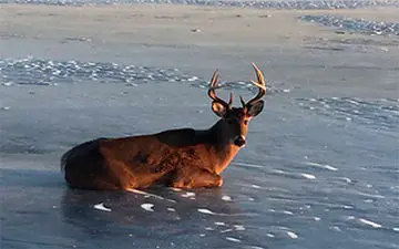 نجات یک بچه گوزن از روی دریاچه یخ بسته + فیلم