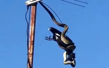 شکار عجیب مار روی آنتن تلویزیون +فیلم 