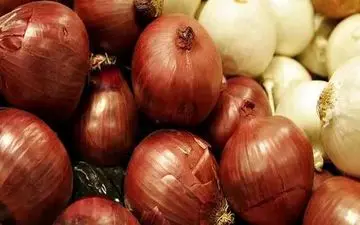  پیاز به زودی ارزان می‌شود