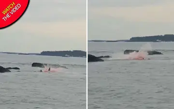 اتفاق وحشتناکی که گردشگران را در ساحل به وحشت انداخت!