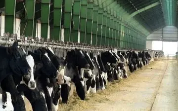 موسسه دامپروری رضوی جایزه ملی تعالی و پیشرفت را دریافت کرد