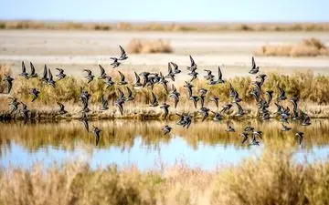 گاوخونی جان دوباره می‌گیرد