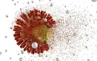  شناسایی نوعی از کرونا در خفاش‌ها/ خطر شیوع همه‌گیری جدید 