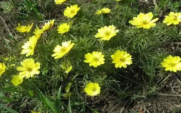 تاثیر گیاه آدونیس در تنظیم ضربان قلب
