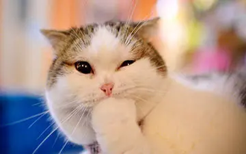 سوتی‌های خنده‌دار حیوانات + فیلم