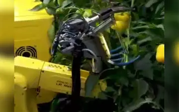 برداشت حرفه‌ای محصولات کشاورزی با رباتی قدرتمند + فیلم