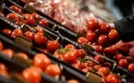  ۲۴۰ هزار تن گوجه فرنگی خرید تضمینی شد 