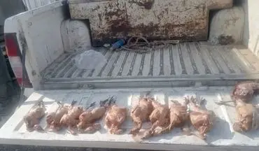 شکارچیان غیرمجاز کبک در زنجان دستگیر شدند