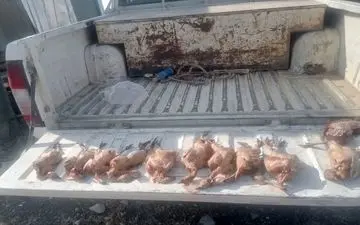 شکارچیان غیرمجاز کبک در زنجان دستگیر شدند