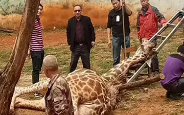 خودکشی یک زرافه در باغ وحش + فیلم