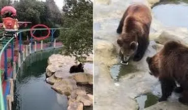 اشتباه عجیب گردشگر حین غذا دادن خرس ها! +فیلم 