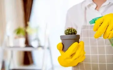 آب و نور مورد نیاز کاکتوس در تابستان چقدره؟