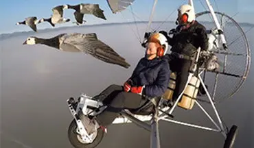 فیلمی حیرت انگیز از پرواز دو خلبان با پرندگان در کوچ زمستانی + فیلم