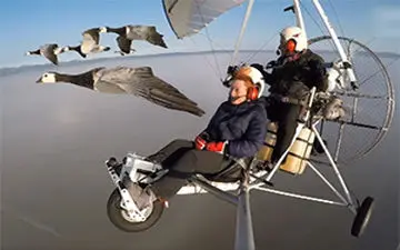 فیلمی حیرت انگیز از پرواز دو خلبان با پرندگان در کوچ زمستانی + فیلم