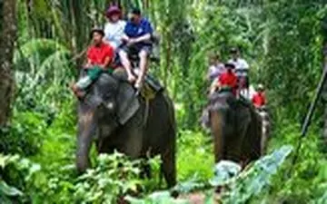 توانایی دیدنی فیل‌ها در ماساژ دادن و نقاشی کشیدن!