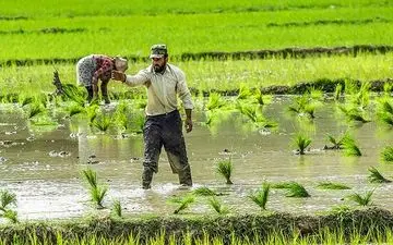 آلودگی هوا، سلامت محصولات کشاورزی را تهدید میکند