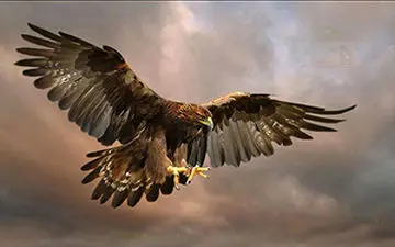 زیبایی‌های دنیا از نگاه عقاب + فیلم 