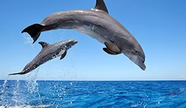 دلفین‌هایی که منظره زیبای هرمز را چشم‌نوازتر می‌کنند
