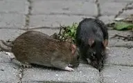 آغاز عملیات گسترده مقابله با جوندگان، زوائد بصری و علف‌های هرز در کرمانشاه