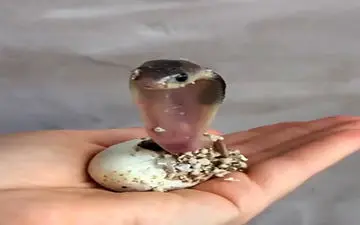 ویدیو/ لحظه فوق العاده زیبا و دیدنی از تولد مار کبری