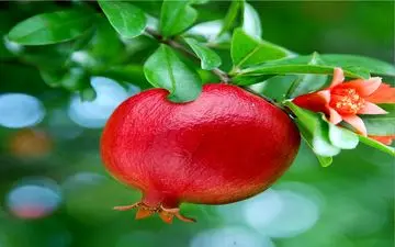 خواص درمانى پوست انار