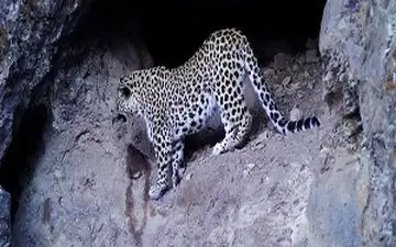 دیده شدن پلنگ قفقازی پس از 18 سال در ارمنستان+ فیلم 