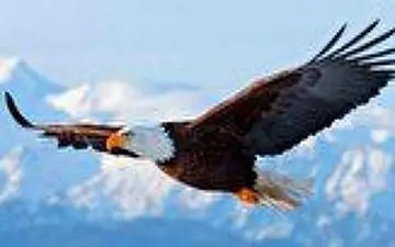 رکب خوردن یک عقاب تیزبین هنگام شکار روباه/فیلم