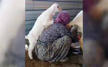 تلاش بی‌نظیر دو بره برای گرفتن حق‌شان !