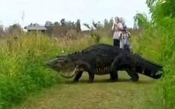 موجودی عجیب اهالی فلوریدا را به وحشت انداخت +عکس