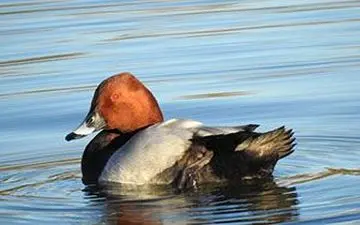 رهاسازی یک اردک سرحنایی در طبیعت + فیلم 