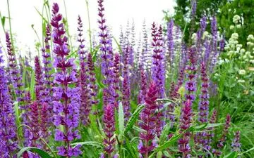 خواص معجزه‌ آسای مریم گلی برای تقویت حافظه

