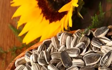 آشنایی با خواص تخمه آفتابگردان