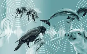 با کمک هوش مصنوعی احتمالاً به‌زودی با حیوانات صحبت خواهیم کرد
