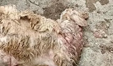 تلف شدن ۳۰ راس گوسفند بر اثر حمله گرگ در جوانرود 	 	 			

