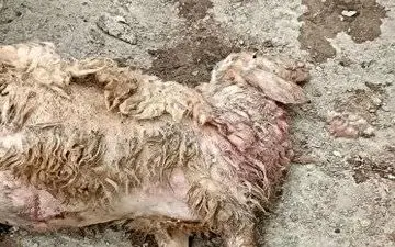 تلف شدن ۳۰ راس گوسفند بر اثر حمله گرگ در جوانرود 	 	 			
