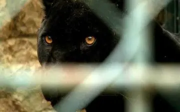 لحظه ورود پلنگ غول‌پیکر به داخل آپارتمان 