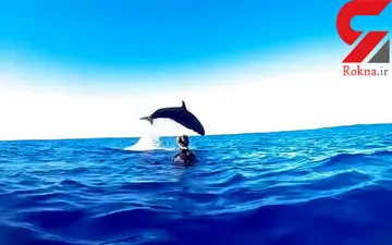 صحنه نادر شیرجه زدن نهنگ دندان‌کلفت در میان غواصان استرالیایی +فیلم