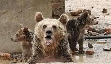 نجات خرس ماده و توله هایش در منطقه حفاظت شده بیستون
