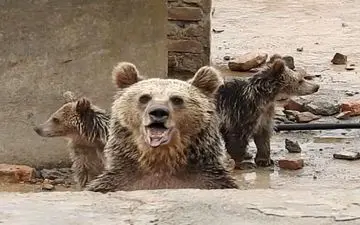 نجات خرس ماده و توله هایش در منطقه حفاظت شده بیستون