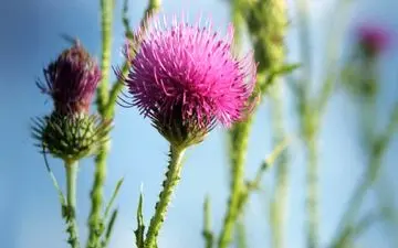 خار این گیاه تمام بیمارستان های قلب را تعطیل می کند / بهبود عجیب بیماران قلبی و عروقی
