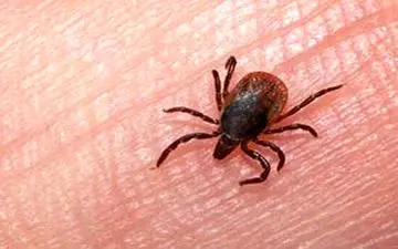 تب کریمه کنگو؛ ویروسی کشنده!