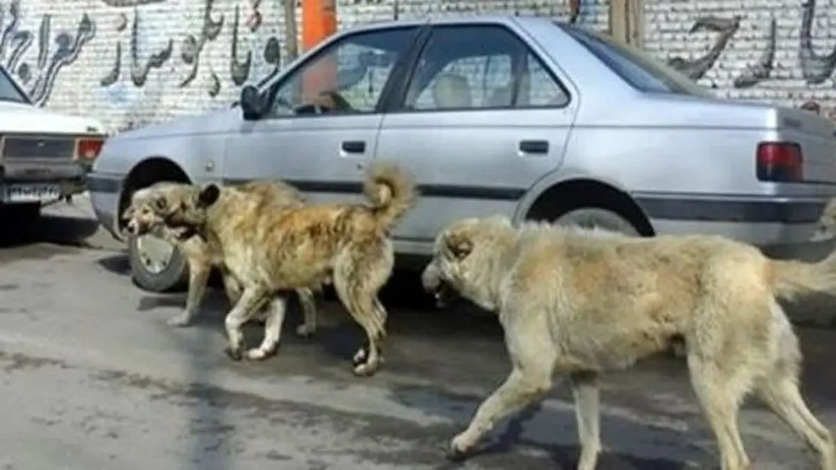 "سگ‌های ولگرد" شهرهای دیگر در کرمانشاه رها می‌شوند