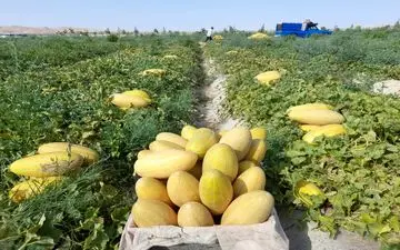 براشت خربزه مشهدی از مزارع روستای اسدآباد شهرستان سرخه