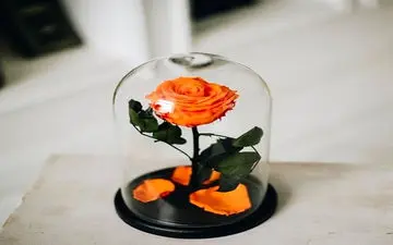 فوت و فن‌های ساخت و نگهداری رز جاودان