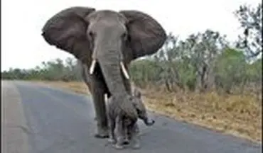 عشق عجیب فیل مادر به بچه اش