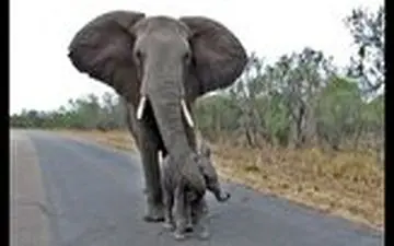 عشق عجیب فیل مادر به بچه اش