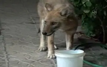 دوستی شغال با انسان‌ها به دلیل کم آبی در تفت+ فیلم 