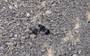 لاشه دو توله خرس در سایت زباله سی سخت پیدا شد/ آغاز بررسی علت مرگ